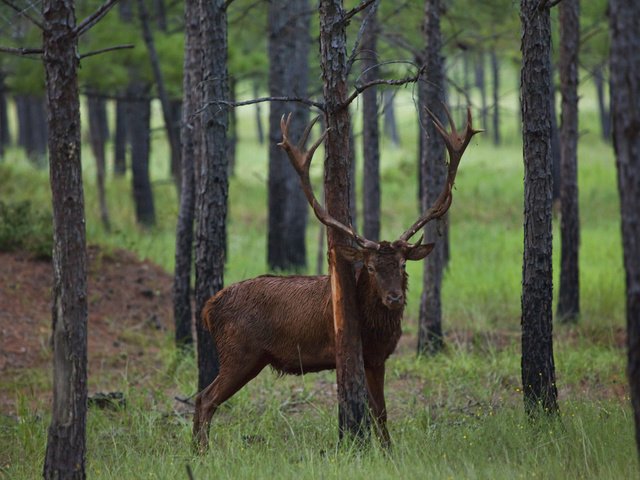 Обои дерево, олень, животное, рога, кора, сосна, justin jensen, tree, deer, animal, horns, bark, pine разрешение 5616x3744 Загрузить