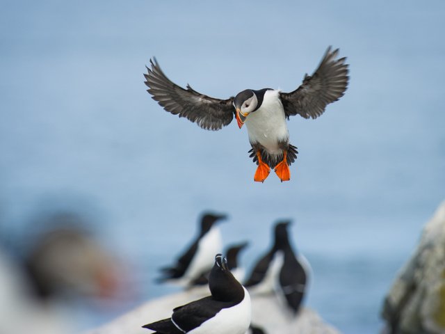 Обои полет, крылья, птицы, тупик, puffin, ray hennessy, гагарка, flight, wings, birds, stalled, razorbill разрешение 3012x2004 Загрузить