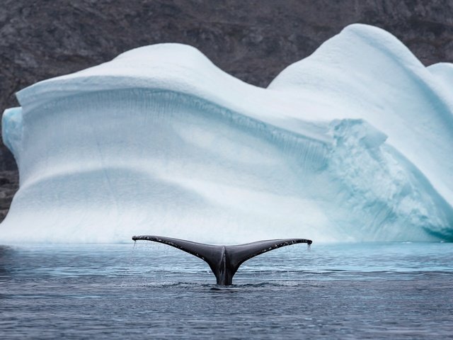 Обои природа, море, животные, айсберг, хвост, кит, арктика, nature, sea, animals, iceberg, tail, kit, arctic разрешение 2048x1208 Загрузить