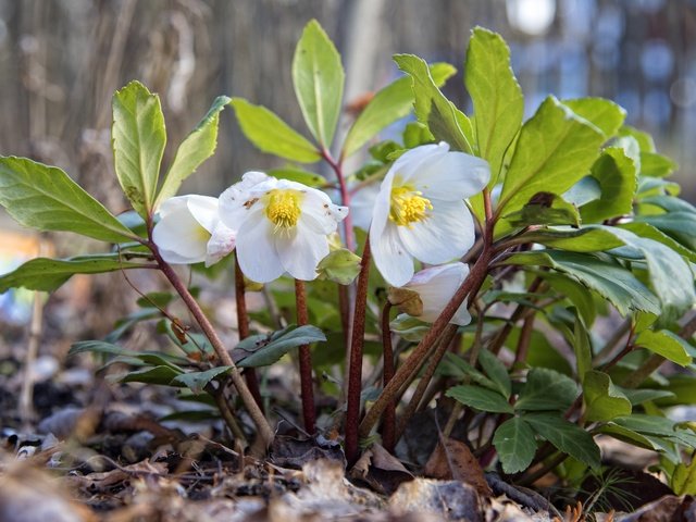 Обои цветы, макро, белые, морозник, геллеборус, flowers, macro, white, hellebore, helleborus разрешение 2048x1407 Загрузить