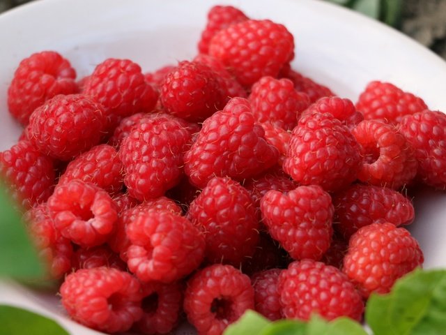 Обои малина, ягоды, урожай, тарелка, raspberry, berries, harvest, plate разрешение 3840x2400 Загрузить