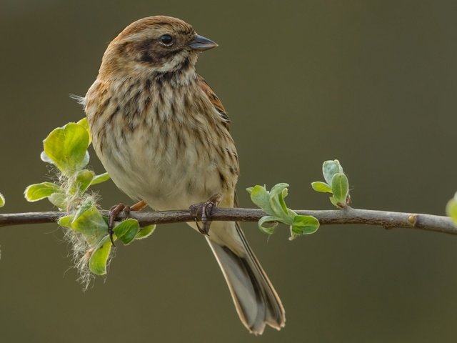 Обои ветка, природа, птица, овсянка, тростниковая овсянка, branch, nature, bird, oatmeal, reed bunting разрешение 2048x1342 Загрузить