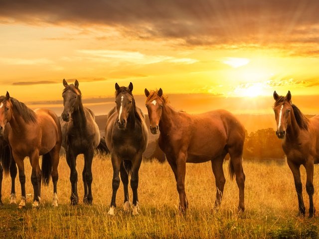 Обои закат, луг, лошади, кони, sunset, meadow, horse, horses разрешение 4000x2080 Загрузить