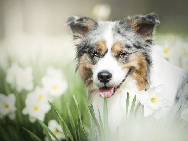 Обои морда, цветы, взгляд, собака, нарциссы, боке, австралийская овчарка, аусси, face, flowers, look, dog, daffodils, bokeh, australian shepherd, aussie разрешение 4256x2832 Загрузить