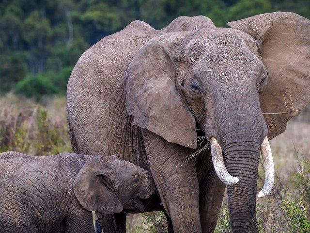 Обои природа, слон, африка, уши, слоны, хобот, слоненок, бивни, nature, elephant, africa, ears, elephants, trunk, tusks разрешение 2560x1491 Загрузить