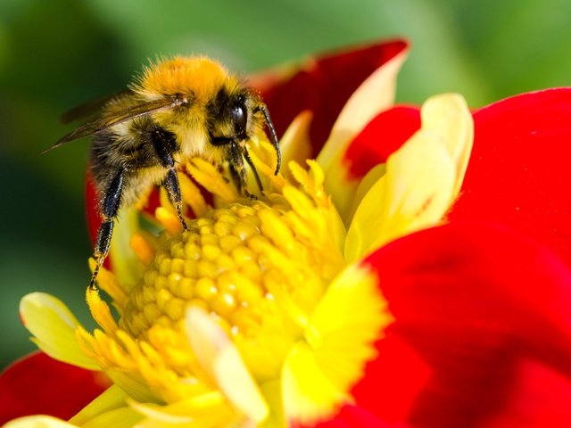 Обои насекомое, цветок, лепестки, крылья, тычинки, шмель, опыление, шмель на цветке, insect, flower, petals, wings, stamens, bumblebee, pollination, bumblebee on a flower разрешение 3968x2493 Загрузить