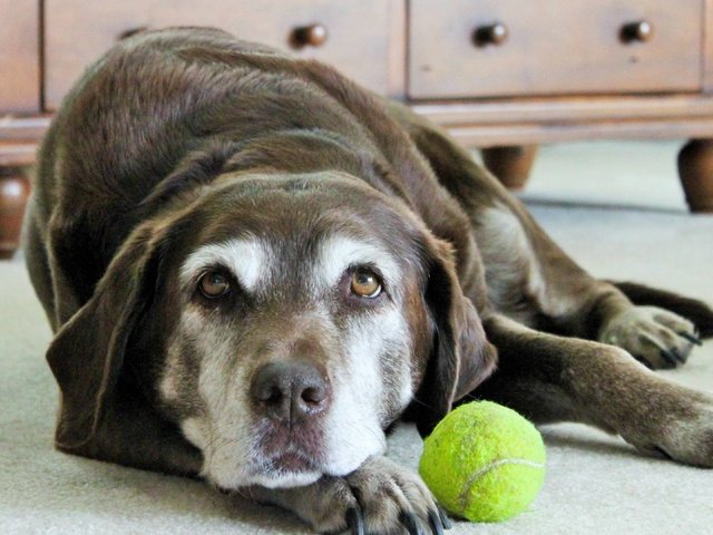 Обои грусть, собака, лежит, мяч, мячик, лабрадор, sadness, dog, lies, the ball, labrador разрешение 3840x2160 Загрузить