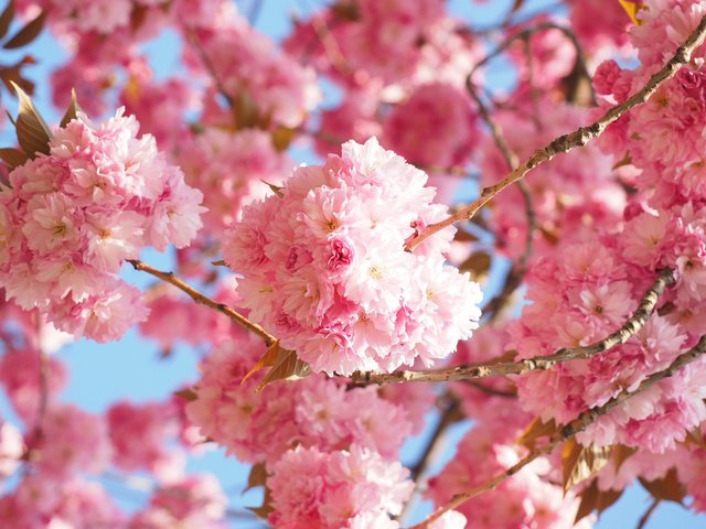Обои цветение, весна, сакура, японская вишня, flowering, spring, sakura, japanese cherry разрешение 3840x2400 Загрузить