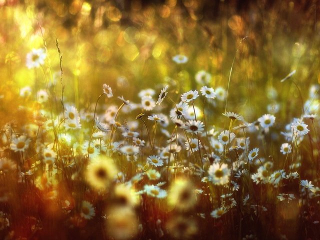 Обои цветы, луг, ромашки, боке,  цветы, солнечный свет, flowers, meadow, chamomile, bokeh, sunlight разрешение 2500x1667 Загрузить