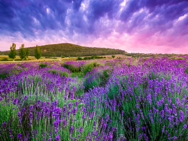 Обои небо, облака, природа, лаванда, холм,  цветы, the sky, clouds, nature, lavender, hill, flowers разрешение 4752x3168 Загрузить