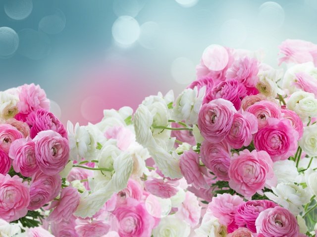Обои цветы, бутоны, лепестки, розовые, белые, лютики, flowers, buds, petals, pink, white, buttercups разрешение 2880x1800 Загрузить