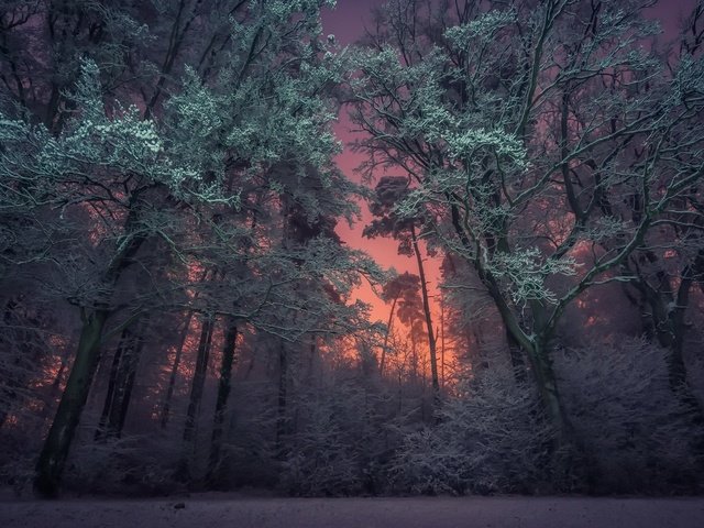 Обои ночь, деревья, природа, лес, зима, night, trees, nature, forest, winter разрешение 1920x1200 Загрузить