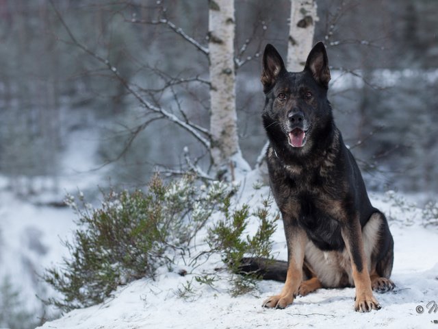 Обои зима, собака, немецкая овчарка, mia m, winter, dog, german shepherd разрешение 1920x1200 Загрузить