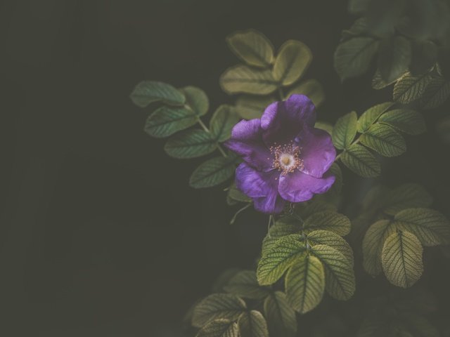 Обои цветок, лепестки, фиолетовый, куст, flower, petals, purple, bush разрешение 7360x4540 Загрузить