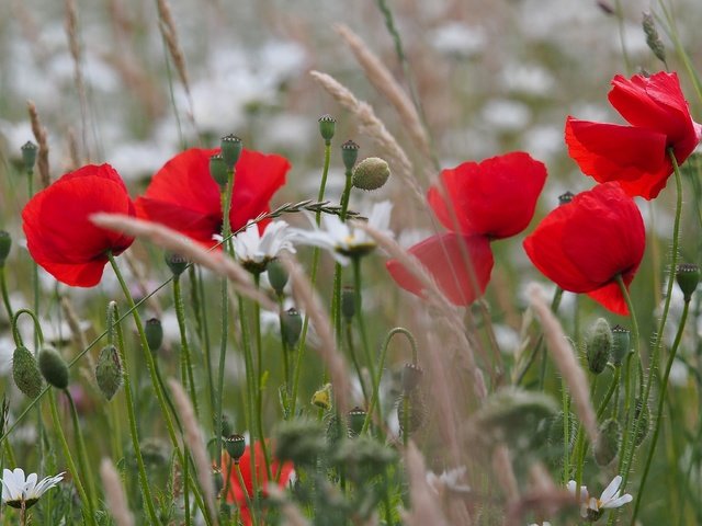 Обои цветы, трава, природа, поле, маки, луг, колоски, ромашки, flowers, grass, nature, field, maki, meadow, spikelets, chamomile разрешение 4608x2592 Загрузить