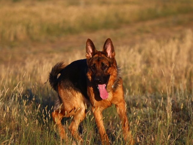 Обои взгляд, прогулка, язык, степь, немецкая овчарка, look, walk, language, the steppe, german shepherd разрешение 1920x1280 Загрузить