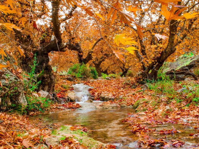 Обои деревья, природа, лес, листья, ручей, осень, trees, nature, forest, leaves, stream, autumn разрешение 1920x1200 Загрузить