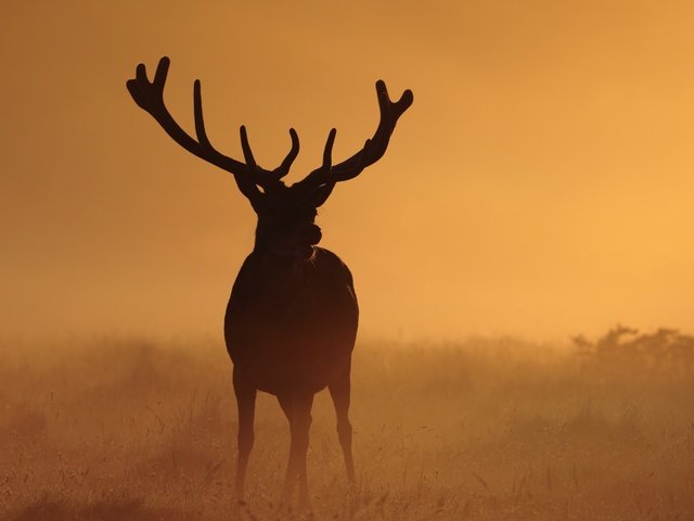 Обои ночь, природа, олень, туман, рога, night, nature, deer, fog, horns разрешение 3000x2000 Загрузить