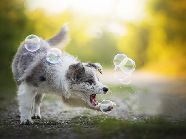 Обои собака, игра, алиса, мыльные пузыри, бордер-колли, dackelpup, dog, the game, alice, bubbles, the border collie разрешение 2048x1201 Загрузить