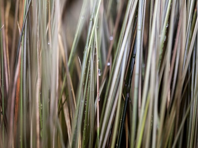 Обои трава, макро, капли, размытие, травинки, grass, macro, drops, blur разрешение 5616x3744 Загрузить