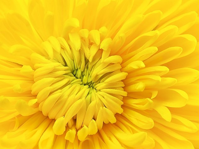 Обои желтый, макро, цветок, лепестки, хризантема, yellow, macro, flower, petals, chrysanthemum разрешение 2048x1357 Загрузить