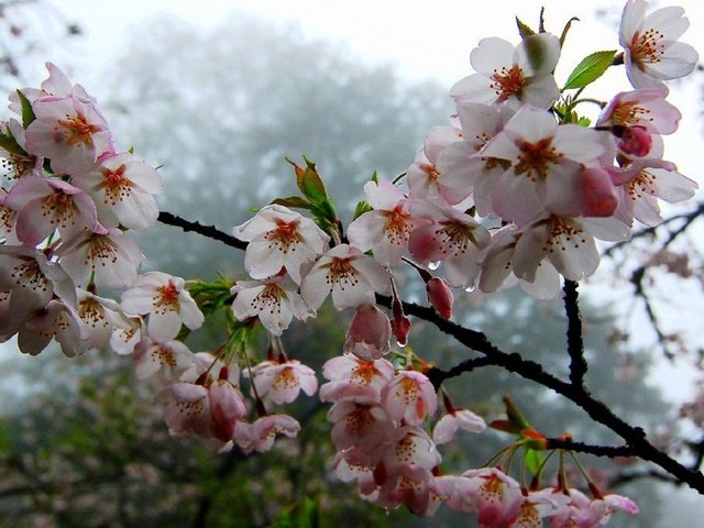 Обои цветы, красиво, дерево, цветение, ветки, капли, лето, весна, цветёт, flowers, beautiful, tree, flowering, branches, drops, summer, spring, blooms разрешение 1920x1288 Загрузить