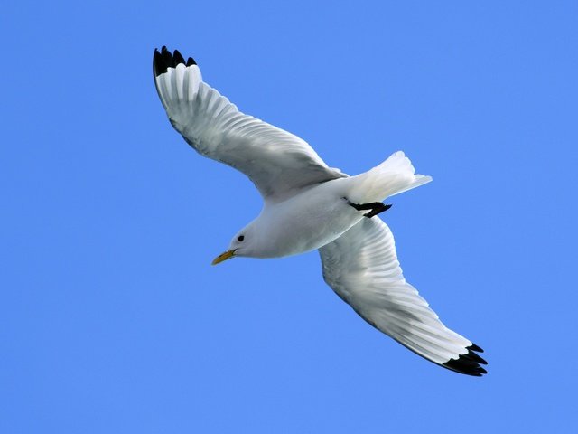 Обои небо, полет, крылья, чайка, птица, синева, the sky, flight, wings, seagull, bird, blue разрешение 3000x1987 Загрузить