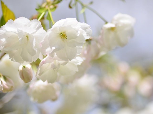 Обои ветка, цветение, размытость, весна, сакура, branch, flowering, blur, spring, sakura разрешение 2048x1356 Загрузить