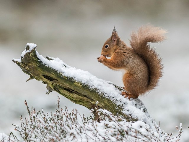 Обои белка, белочка, protein, squirrel разрешение 1920x1200 Загрузить