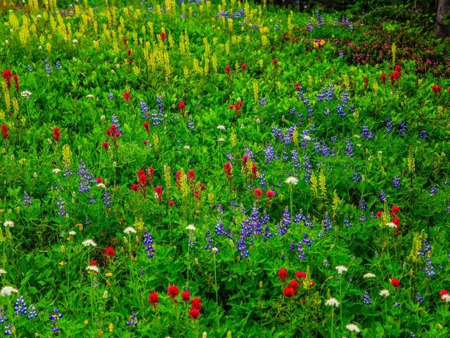 Обои цветы, трава, луг, полевые цветы, flowers, grass, meadow, wildflowers разрешение 2048x1365 Загрузить