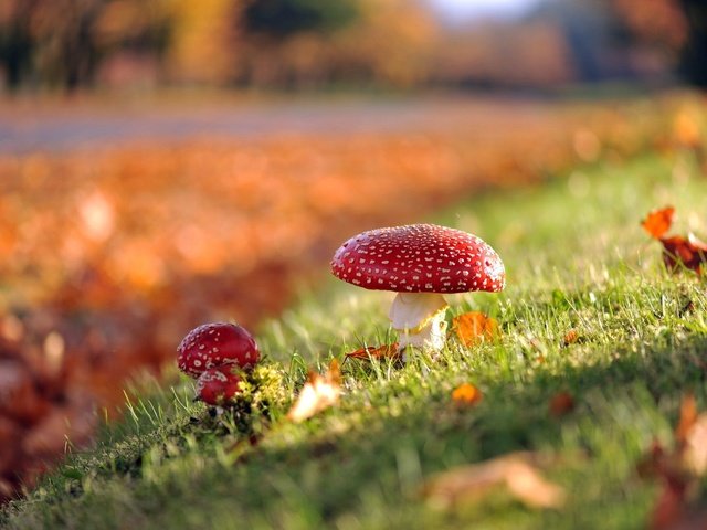 Обои трава, листья, макро, грибы, гриб, мухомор, мухоморы, grass, leaves, macro, mushrooms, mushroom, amanita разрешение 1920x1200 Загрузить