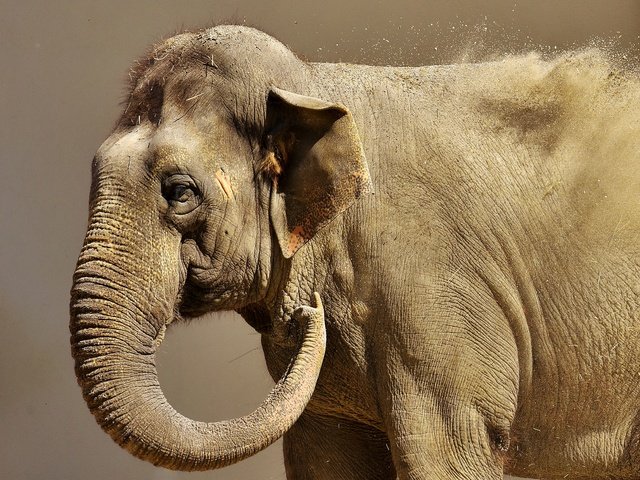 Обои слон, животное, хобот, elephant, animal, trunk разрешение 3166x2488 Загрузить
