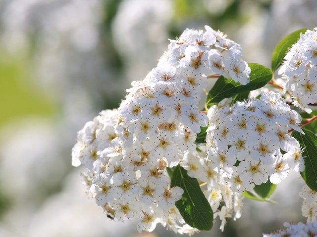 Обои цветение, соцветия, боке, белые цветы, спирея, flowering, inflorescence, bokeh, white flowers, spiraea разрешение 3456x2304 Загрузить