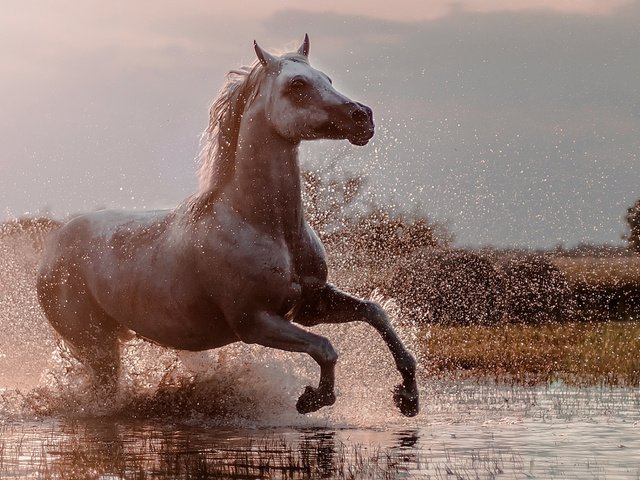 Обои брызги, конь, бег, squirt, horse, running разрешение 1920x1080 Загрузить