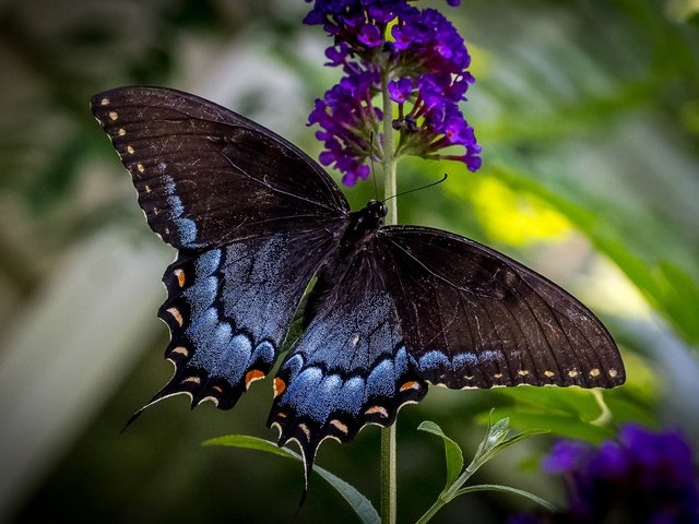 Обои цветы, макро, бабочка, крылья, flowers, macro, butterfly, wings разрешение 2048x1365 Загрузить