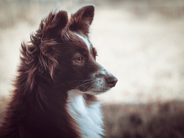 Обои мордочка, взгляд, собака, профиль, бордер-колли, muzzle, look, dog, profile, the border collie разрешение 1920x1280 Загрузить