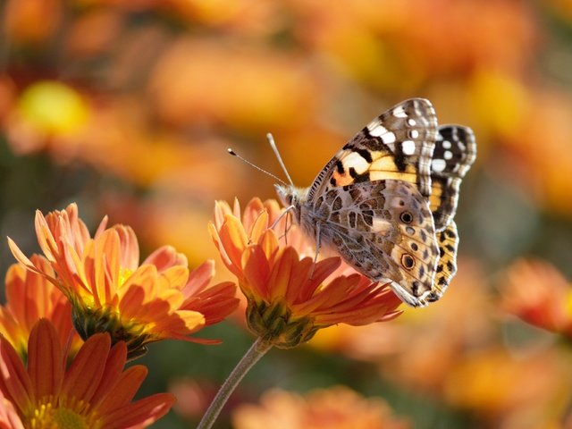 Обои цветы, макро, насекомое, лето, бабочка, боке, календула, flowers, macro, insect, summer, butterfly, bokeh, calendula разрешение 3840x2560 Загрузить