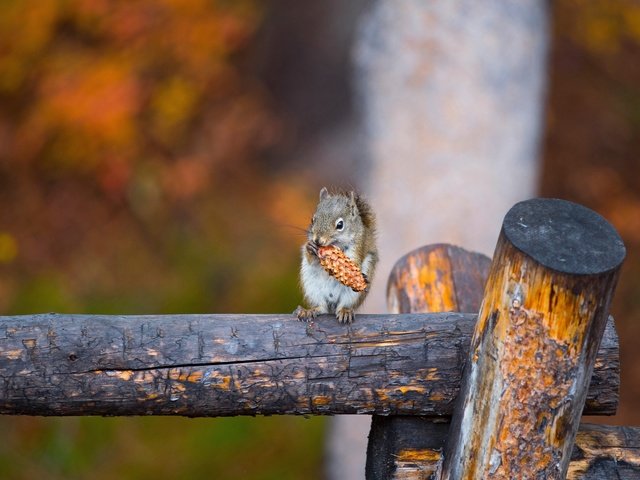 Обои фон, осень, серая, шишка, белка, бревно, боке, background, autumn, grey, bump, protein, log, bokeh разрешение 2047x1301 Загрузить