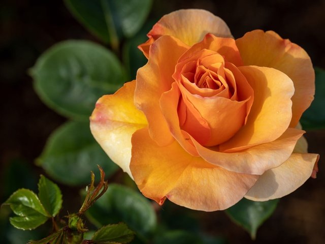 Обои роза, темный фон, оранжевая, rose, the dark background, orange разрешение 2000x1333 Загрузить