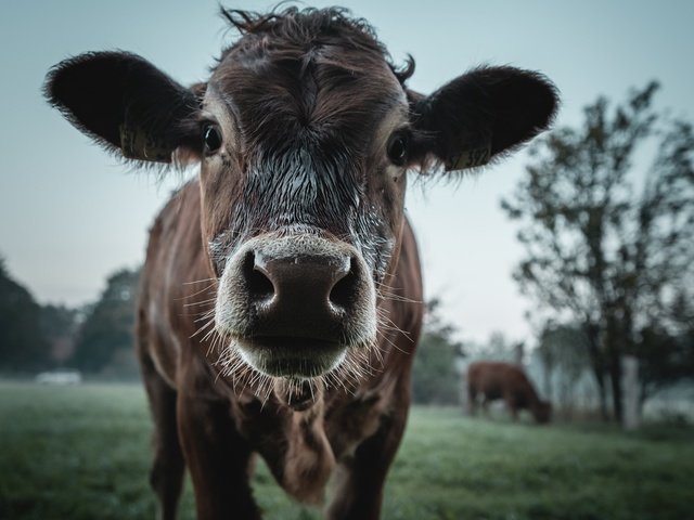 Обои скот, корова, cattle, cow разрешение 2048x1365 Загрузить