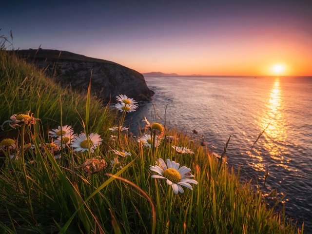 Обои цветы, бискайский залив, трава, бискайя, закат, bay of biscay, страна басков, море, скала, побережье, ромашки, испания, flowers, the bay of biscay, grass, biscay, sunset, basque country, sea, rock, coast, chamomile, spain разрешение 2047x1365 Загрузить