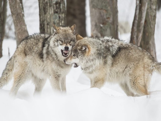 Обои деревья, снег, природа, зима, борьба, волки, пасть, волк, trees, snow, nature, winter, fight, wolves, mouth, wolf разрешение 2000x1125 Загрузить