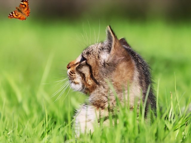 Обои фон, взгляд, бабочка, котенок, котик, background, look, butterfly, kitty, cat разрешение 1920x1280 Загрузить