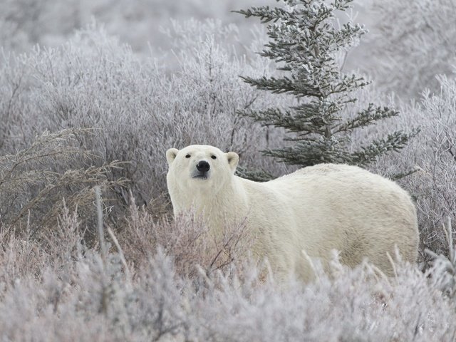 Обои белый медведь, морда, трава, снег, хвоя, зима, иней, взгляд, медведь, polar bear, face, grass, snow, needles, winter, frost, look, bear разрешение 2000x1412 Загрузить