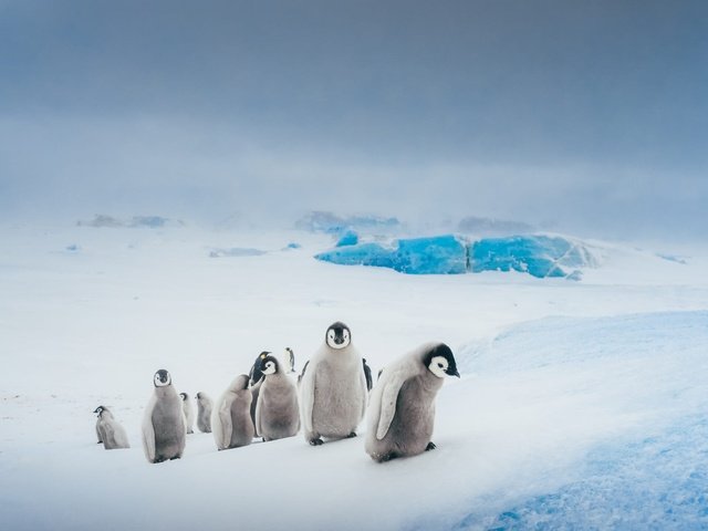 Обои антарктида, небо, пингвины, снег, природа, зима, лёд, птицы, пингвин, стая, antarctica, the sky, penguins, snow, nature, winter, ice, birds, penguin, pack разрешение 2000x1334 Загрузить