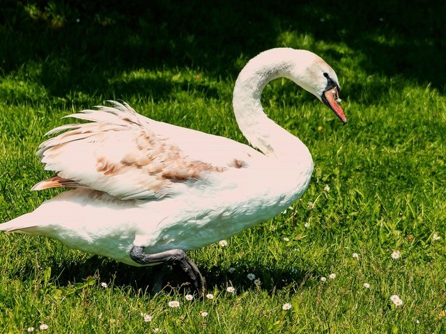 Обои свет, зелень, лето, белый, поляна, птица, лебедь, light, greens, summer, white, glade, bird, swan разрешение 2560x1440 Загрузить