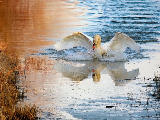 Обои вода, плавание, природа, лебедь, берег, взмах крыльев, отражение, белый, водоем, брызги, птица, water, swimming, nature, swan, shore, flap, reflection, white, pond, squirt, bird разрешение 2880x1620 Загрузить