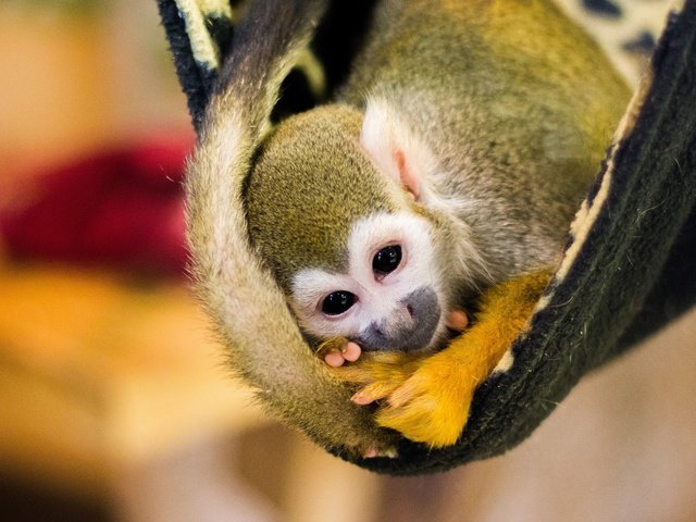 Обои хвост, желтый, обезьянка, фон, детеныш, поза, боке, взгляд, саймири, мордашка, гамак, плед, обезьяна, tail, yellow, background, cub, pose, bokeh, look, squirrel monkeys, face, hammock, plaid, monkey разрешение 2880x1620 Загрузить