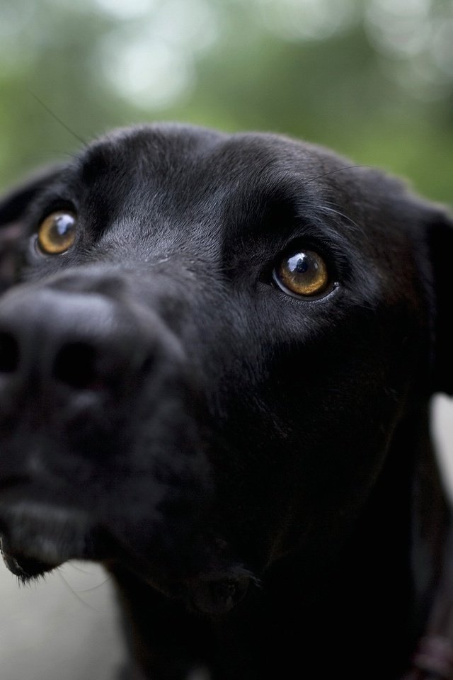 Обои мордочка, взгляд, черный, собака, лабрадор ретривер, muzzle, look, black, dog, labrador retriever разрешение 2560x1600 Загрузить