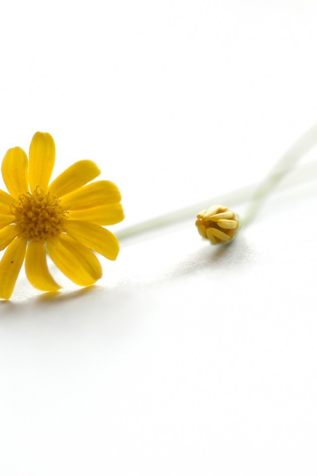 Обои желтый, ромашка, белый фон, yellow, daisy, white background разрешение 3008x2000 Загрузить